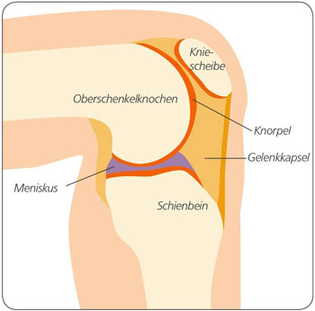 Aufbau Knie