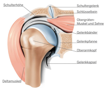 Aufbau Schultergelenk